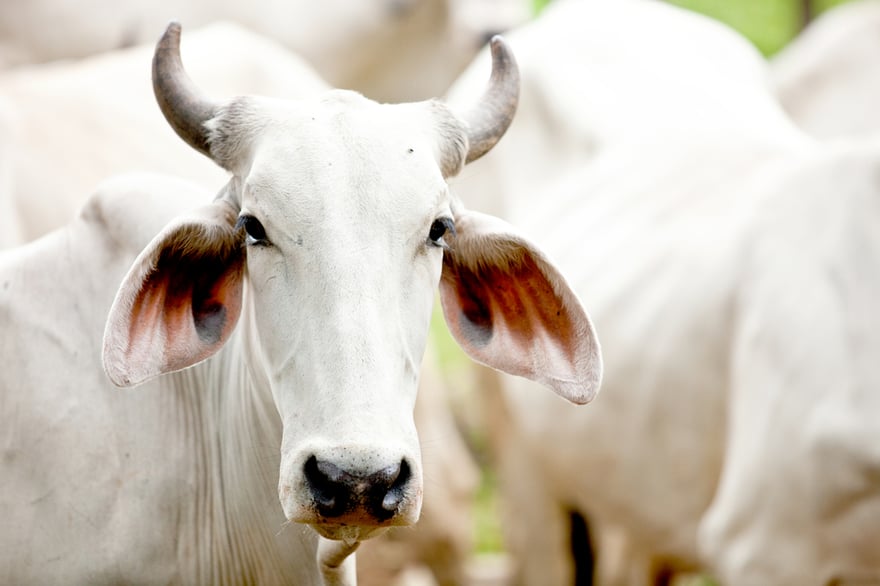 Brahman cow at a cattle farm or ranch